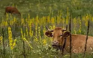 yunanistan ekonomisi